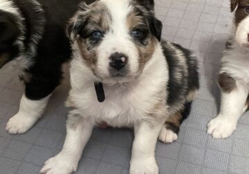 Tucker blue Merle male