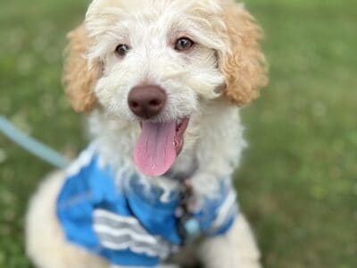 Gus – male mini newfypoo – 15 weeks old on 7/31