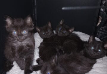 British Short Haired Kittens/Bombay Kittens