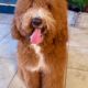 Golden Doodle