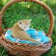 Dandy (Orange tabby male)