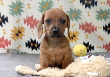 Scarlett – CKC Miniature Dachshund