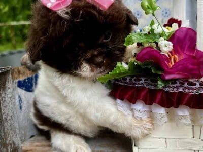 Beautiful female pekapoo pup