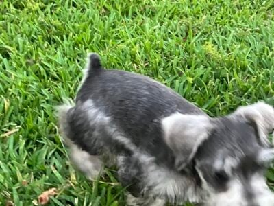 Miniature Schnauzers puppies