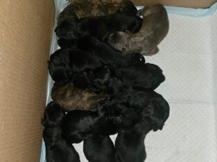 Lab×GSD×Belgian Malinois Pups