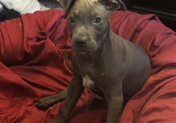 Four Month Old Blue Nose Pup