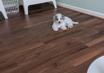 Cute havapoo puppy