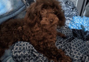 Toy Poodle female