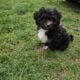 Maltipoo