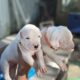 Dogo Argentino