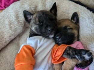 Free puppies