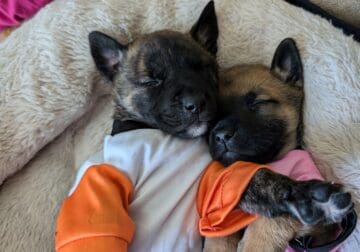 Free puppies