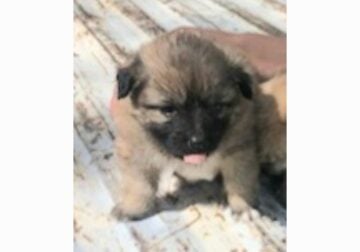 2 male pomchis looking for a home