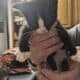 Free kittens