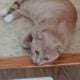 Beautiful young male cat $50.00