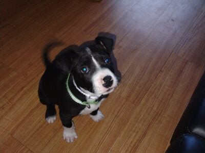 I am selling my mixed breed Rottweiler and bull