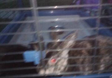 Got two rabbits and a cage for 75$and food