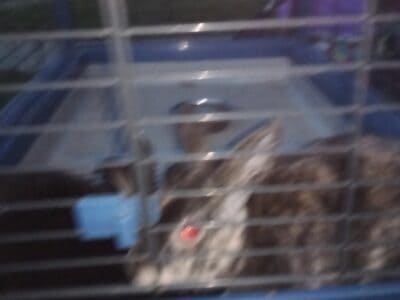 Got two rabbits and a cage for 150$and food