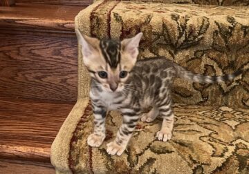 Two Beautiful Brown Spotted Bengal Kittens