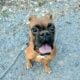 Male boxer