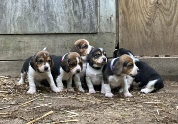 Beagle Puppies