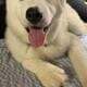 Blue Eyed Female Siberian Husky