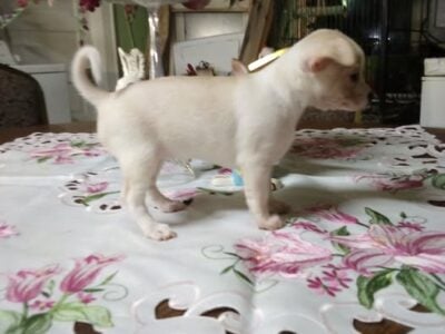 very nice chihuahua pups forn sale