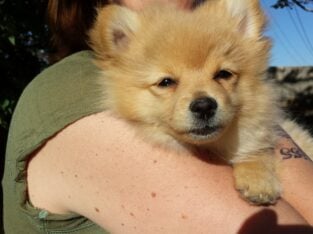 Pomeranian free to good home
