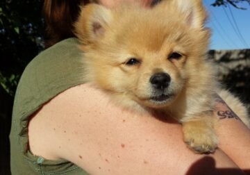 Pomeranian free to good home