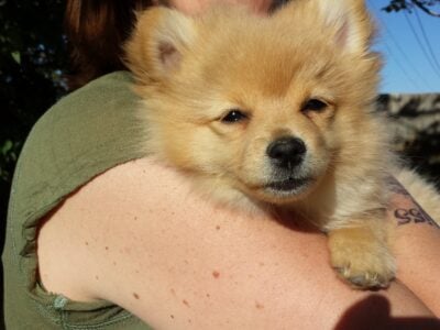 Pomeranian free to good home