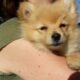 Pomeranian free to good home