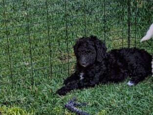 F1B Golden Doodle male