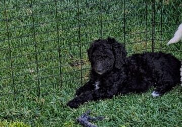 F1B Golden Doodle male