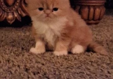 Sweet new baby persians