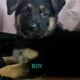 German Shepherds