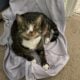 Kiwi needs a new home :(