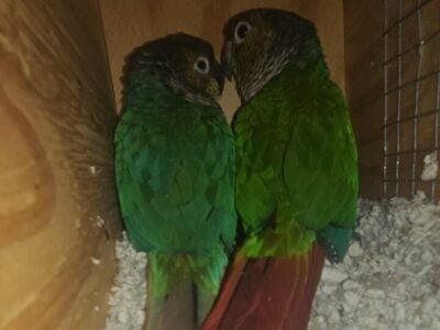 Breeding pair of Greencheek Conures