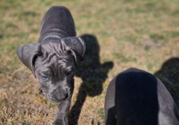 2 puppies 4 sale