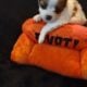 LONG COAT CHIHUAHUA PUPPIES- ADORABLE