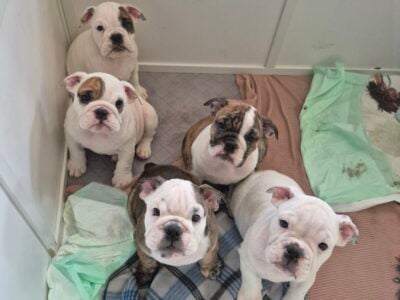 English bulldog puppies