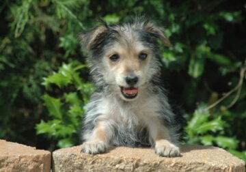 Yorkie Female 1