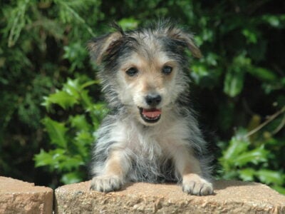 Yorkie Female 1 Awesome Sale All pups $500