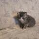 I have 3 kittens that need a great home.