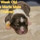 Australian Shepherd Puppies ASDR