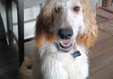 Poodle