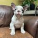 Adorable Frenchie puppies