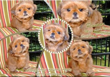 Shih Tzu, Red Male, Parents AKC & DNA Helth tested