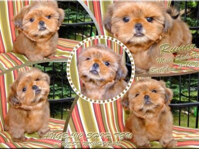 Shih Tzu, Red Male, Parents AKC & DNA Helth tested