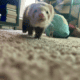 2 Female Young Ferrets