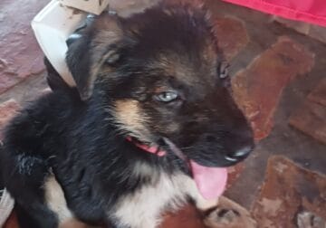 Germany puppies for sale